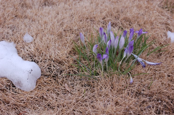 Crocus and Snow