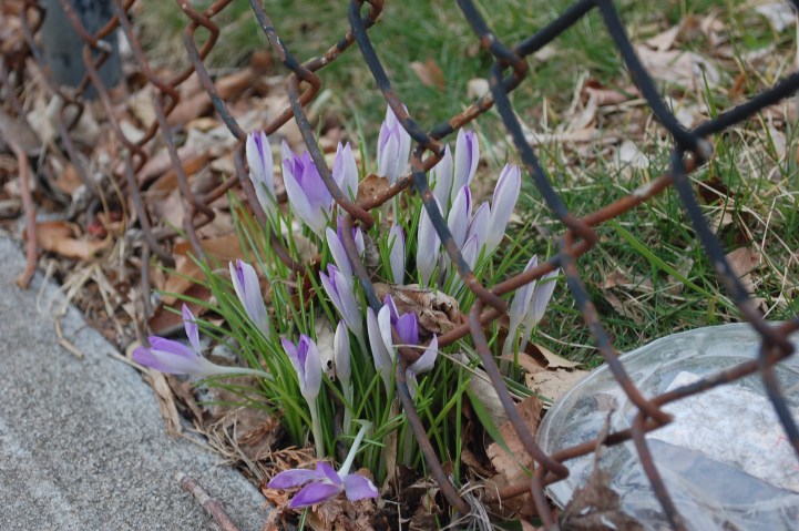 Crocus on Fence