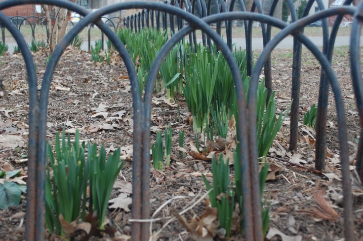 Daffodils shoots behind gate