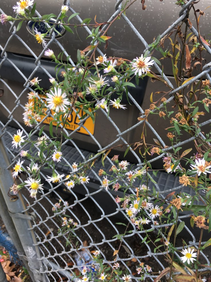 Flower On Fence (Needs ID)