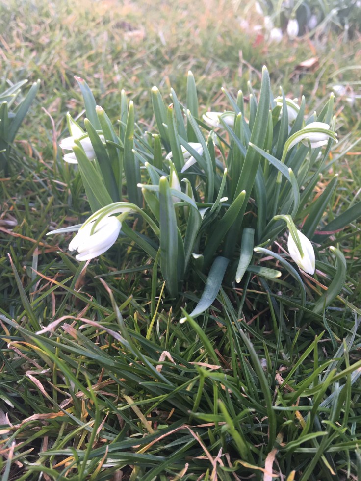 Snowdrops at the botanical gardens