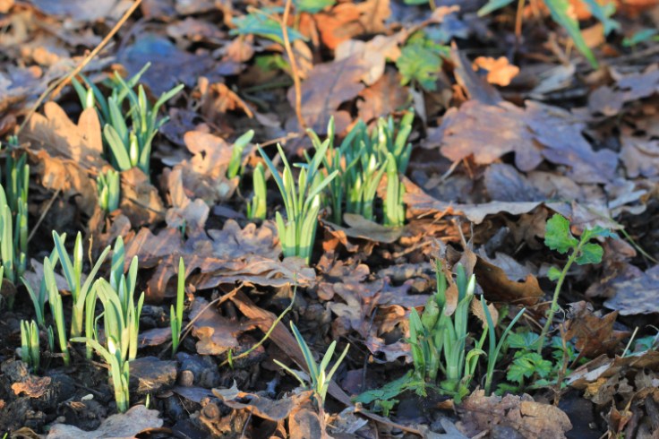 snowdropshoots