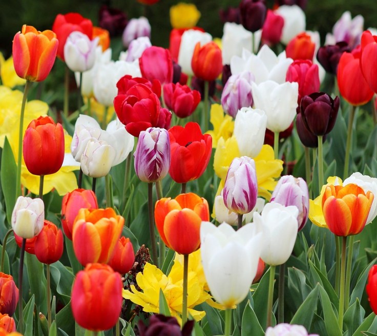 tulip-3230008_960_720