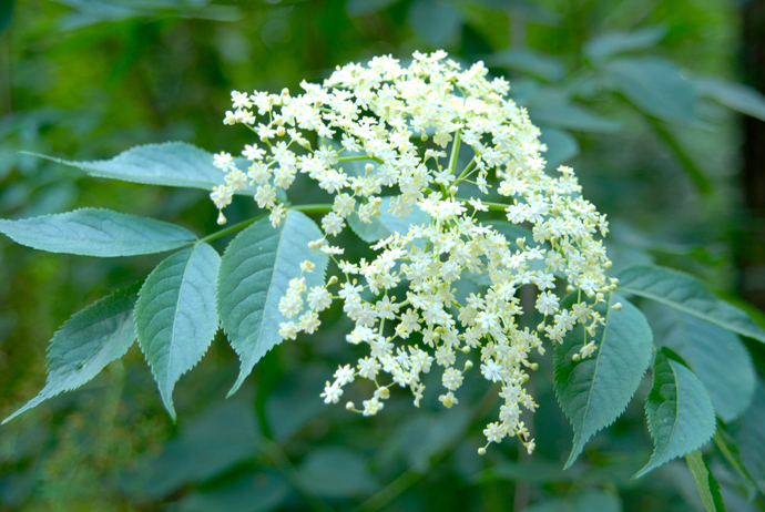elderflower-cordial-3