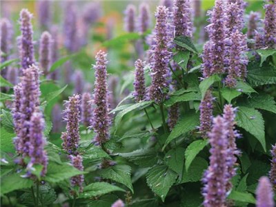 herb-hyssop-korean-hb208-web-4